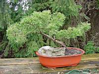 juniperus 3a.JPG